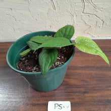Load image into Gallery viewer, #P5 Anthurium Radicans