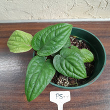 Load image into Gallery viewer, #P5 Anthurium Radicans