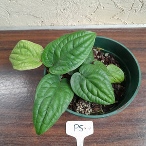 #P5 Anthurium Radicans