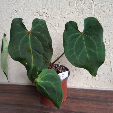 #62 Large Anthurium (Magnificum x Forgetii) x Blood Moon