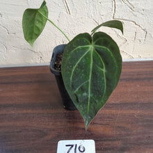 Load image into Gallery viewer, #710 Anthurium NOID