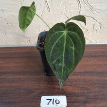 Load image into Gallery viewer, #710 Anthurium NOID