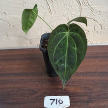 Load image into Gallery viewer, #710 Anthurium NOID