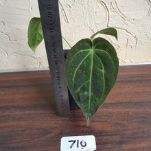 Load image into Gallery viewer, #710 Anthurium NOID