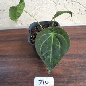 #710 Anthurium NOID