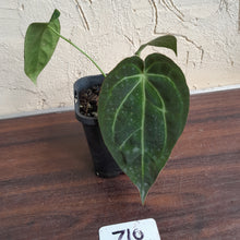 Load image into Gallery viewer, #710 Anthurium NOID