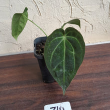 Load image into Gallery viewer, #710 Anthurium NOID