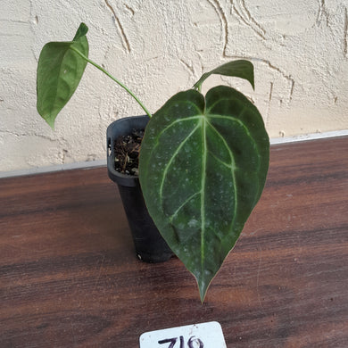 #710 Anthurium NOID