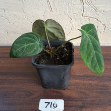 Load image into Gallery viewer, #710 Anthurium NOID
