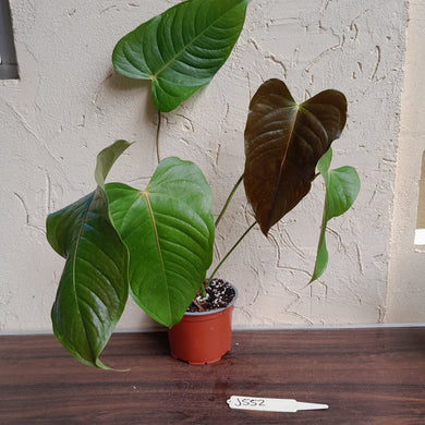 #J552 Anthurium Bosworth Beauty x Veitchii
