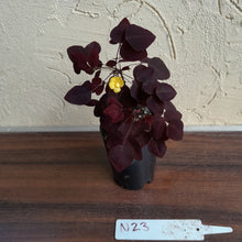 Load image into Gallery viewer, #N23 Oxalis Hedysaroides - Fire Fern