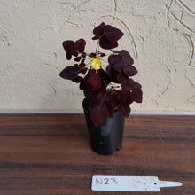 Load image into Gallery viewer, #N23 Oxalis Hedysaroides - Fire Fern