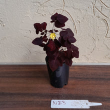 Load image into Gallery viewer, #N23 Oxalis Hedysaroides - Fire Fern