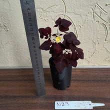 Load image into Gallery viewer, #N23 Oxalis Hedysaroides - Fire Fern