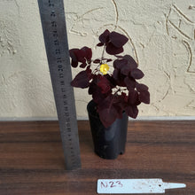 Load image into Gallery viewer, #N23 Oxalis Hedysaroides - Fire Fern