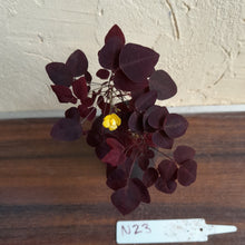 Load image into Gallery viewer, #N23 Oxalis Hedysaroides - Fire Fern