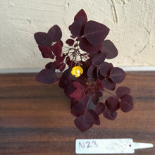 Load image into Gallery viewer, #N23 Oxalis Hedysaroides - Fire Fern