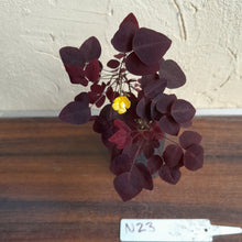 Load image into Gallery viewer, #N23 Oxalis Hedysaroides - Fire Fern