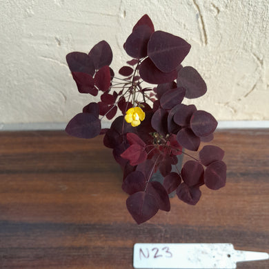 #N23 Oxalis Hedysaroides - Fire Fern