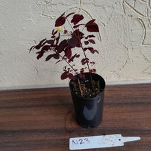 Load image into Gallery viewer, #N23 Oxalis Hedysaroides - Fire Fern