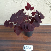 Load image into Gallery viewer, #G34 Oxalis Hedysaroides - Fire Fern