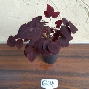 #G34 Oxalis Hedysaroides - Fire Fern
