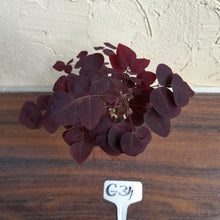 Load image into Gallery viewer, #G34 Oxalis Hedysaroides - Fire Fern