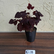 Load image into Gallery viewer, #G34 Oxalis Hedysaroides - Fire Fern