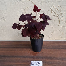 Load image into Gallery viewer, #G34 Oxalis Hedysaroides - Fire Fern
