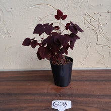 Load image into Gallery viewer, #G34 Oxalis Hedysaroides - Fire Fern