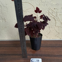 Load image into Gallery viewer, #G34 Oxalis Hedysaroides - Fire Fern