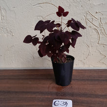 Load image into Gallery viewer, #G34 Oxalis Hedysaroides - Fire Fern