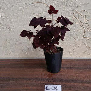 #G34 Oxalis Hedysaroides - Fire Fern