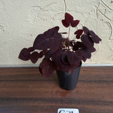 Load image into Gallery viewer, #G34 Oxalis Hedysaroides - Fire Fern