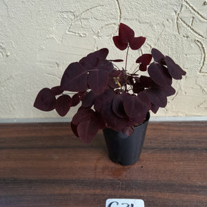 #G34 Oxalis Hedysaroides - Fire Fern