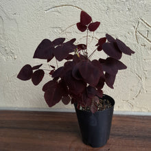 Load image into Gallery viewer, #G34 Oxalis Hedysaroides - Fire Fern