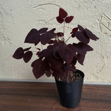 #G34 Oxalis Hedysaroides - Fire Fern