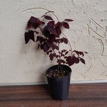 Load image into Gallery viewer, #G34 Oxalis Hedysaroides - Fire Fern