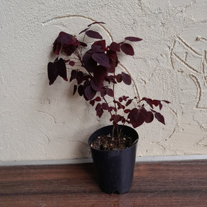 #G34 Oxalis Hedysaroides - Fire Fern
