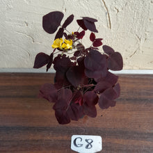 Load image into Gallery viewer, #G8 Oxalis Hedysaroides - Fire Fern