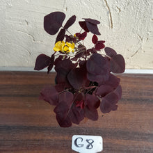 Load image into Gallery viewer, #G8 Oxalis Hedysaroides - Fire Fern