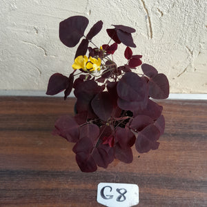 #G8 Oxalis Hedysaroides - Fire Fern