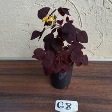 Load image into Gallery viewer, #G8 Oxalis Hedysaroides - Fire Fern