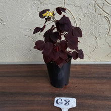 Load image into Gallery viewer, #G8 Oxalis Hedysaroides - Fire Fern
