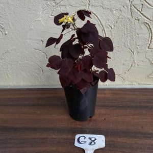 #G8 Oxalis Hedysaroides - Fire Fern