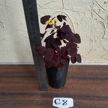 Load image into Gallery viewer, #G8 Oxalis Hedysaroides - Fire Fern
