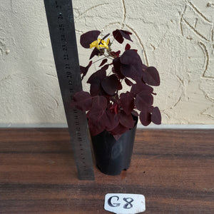 #G8 Oxalis Hedysaroides - Fire Fern