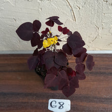 Load image into Gallery viewer, #G8 Oxalis Hedysaroides - Fire Fern