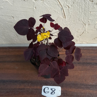 #G8 Oxalis Hedysaroides - Fire Fern