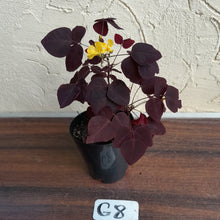 Load image into Gallery viewer, #G8 Oxalis Hedysaroides - Fire Fern